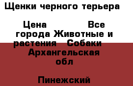 Щенки черного терьера › Цена ­ 35 000 - Все города Животные и растения » Собаки   . Архангельская обл.,Пинежский 